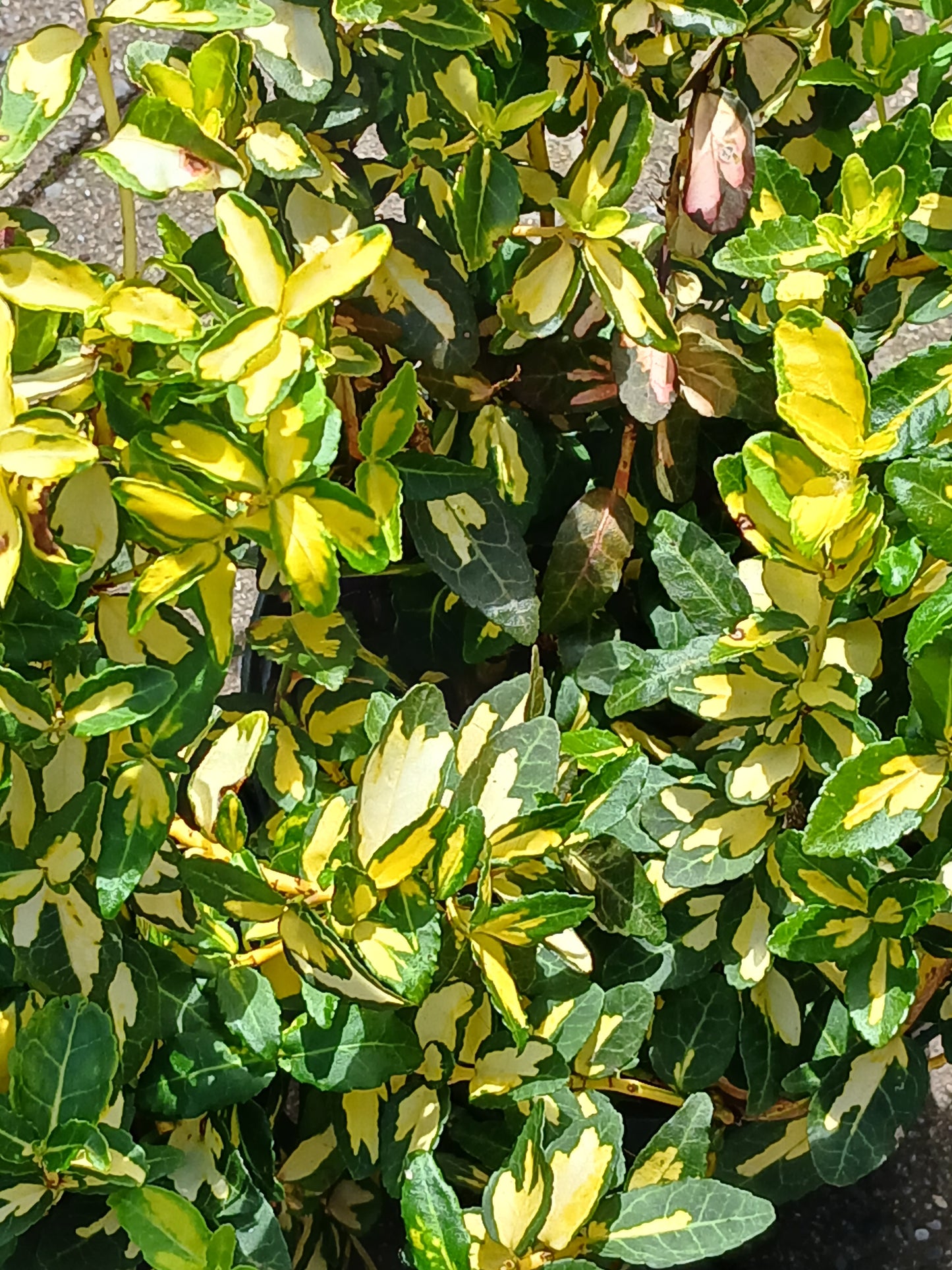 Euonymus Mix / 2L / 25Cm