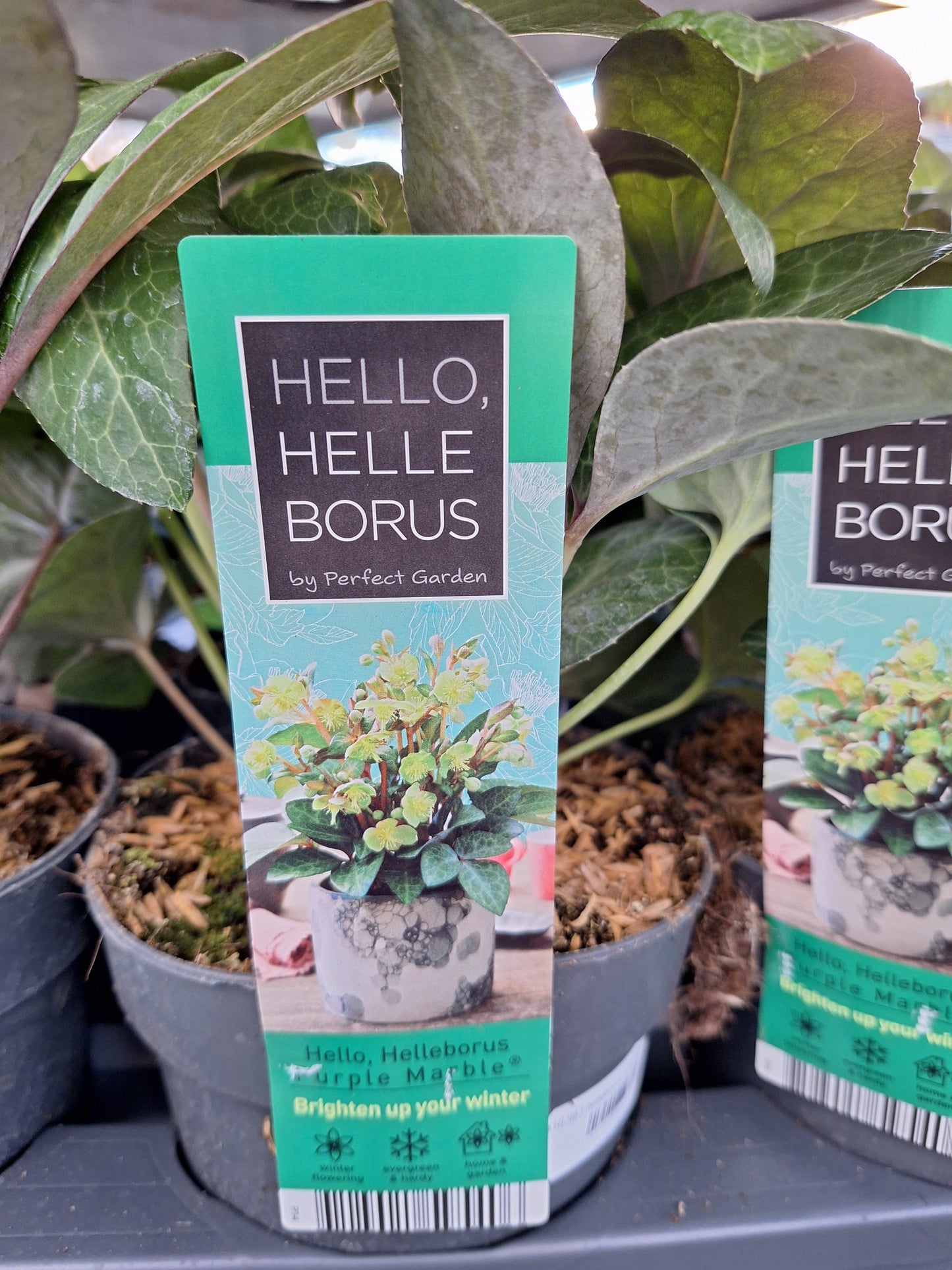 helleborus orientalis mix laag p14
