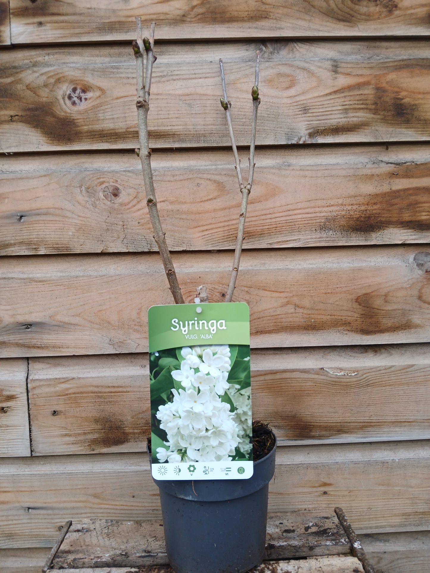Syringa vulgaris Mix / 15Cm / 45Cm