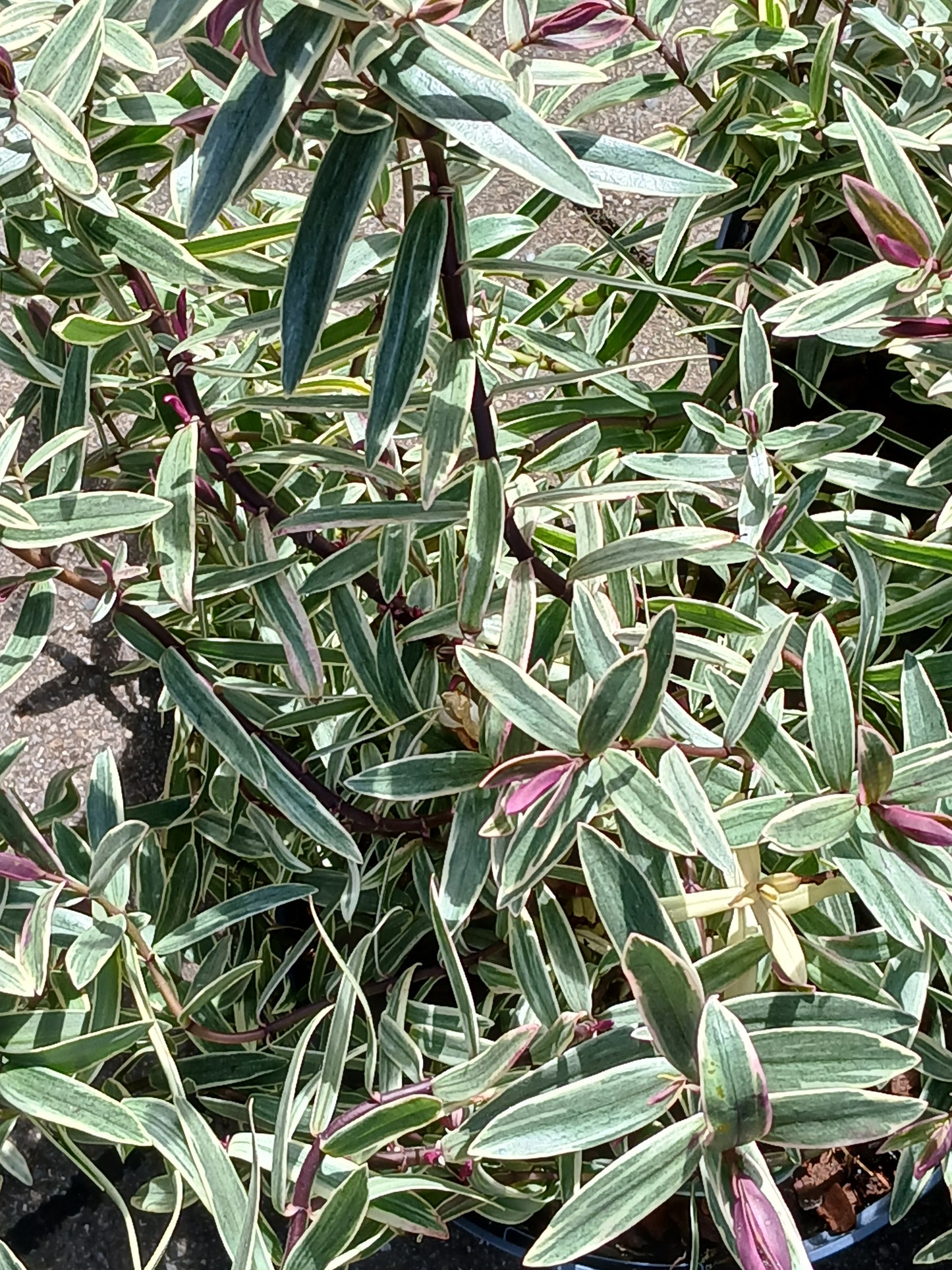 HEBE Lady Ann / 2 Litre