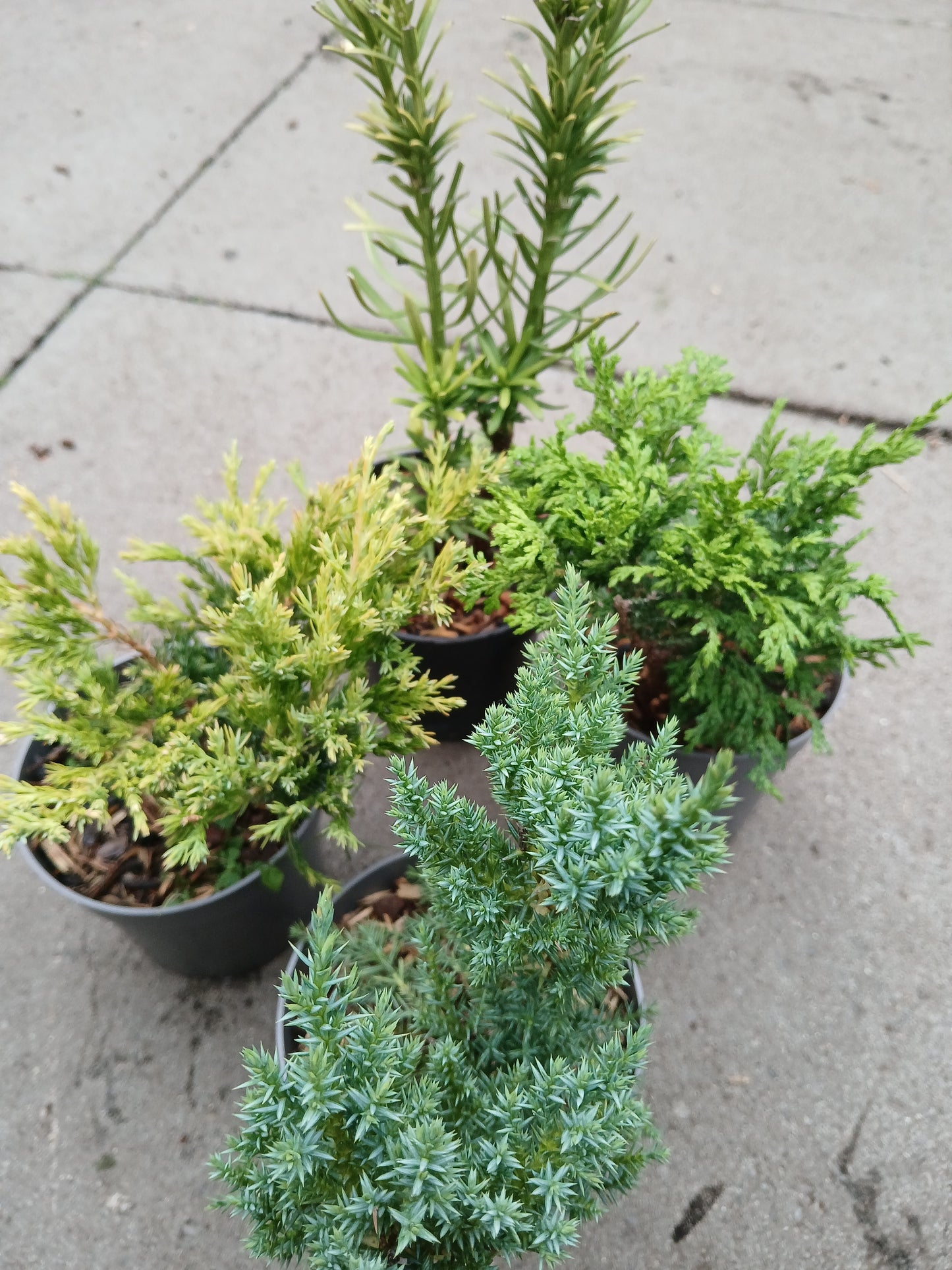 Conifers Mix Exclusive / 5-10Cm / 35Cm