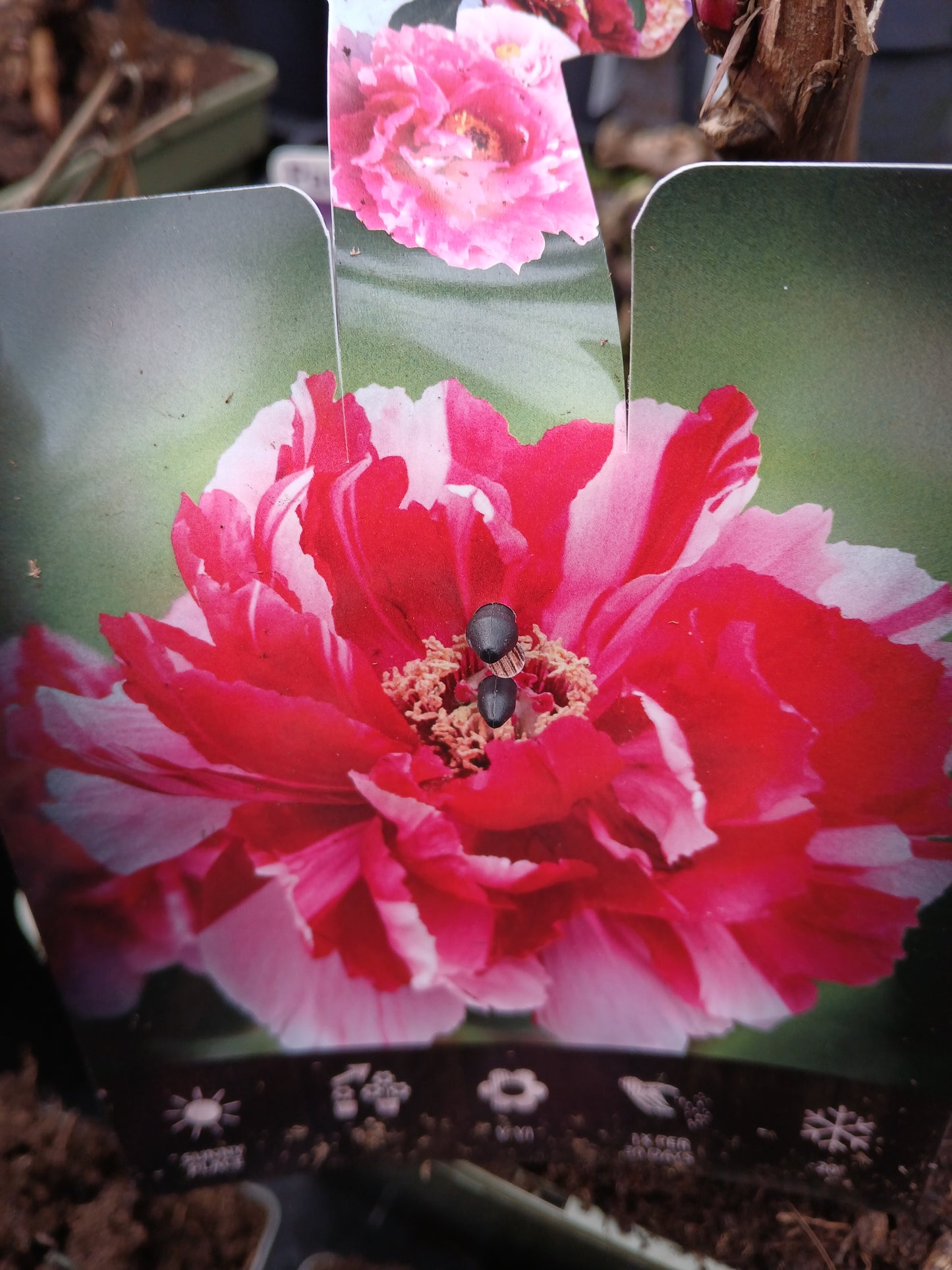 Paeonia suf. Chinese / P23(5Ltr)TERRA