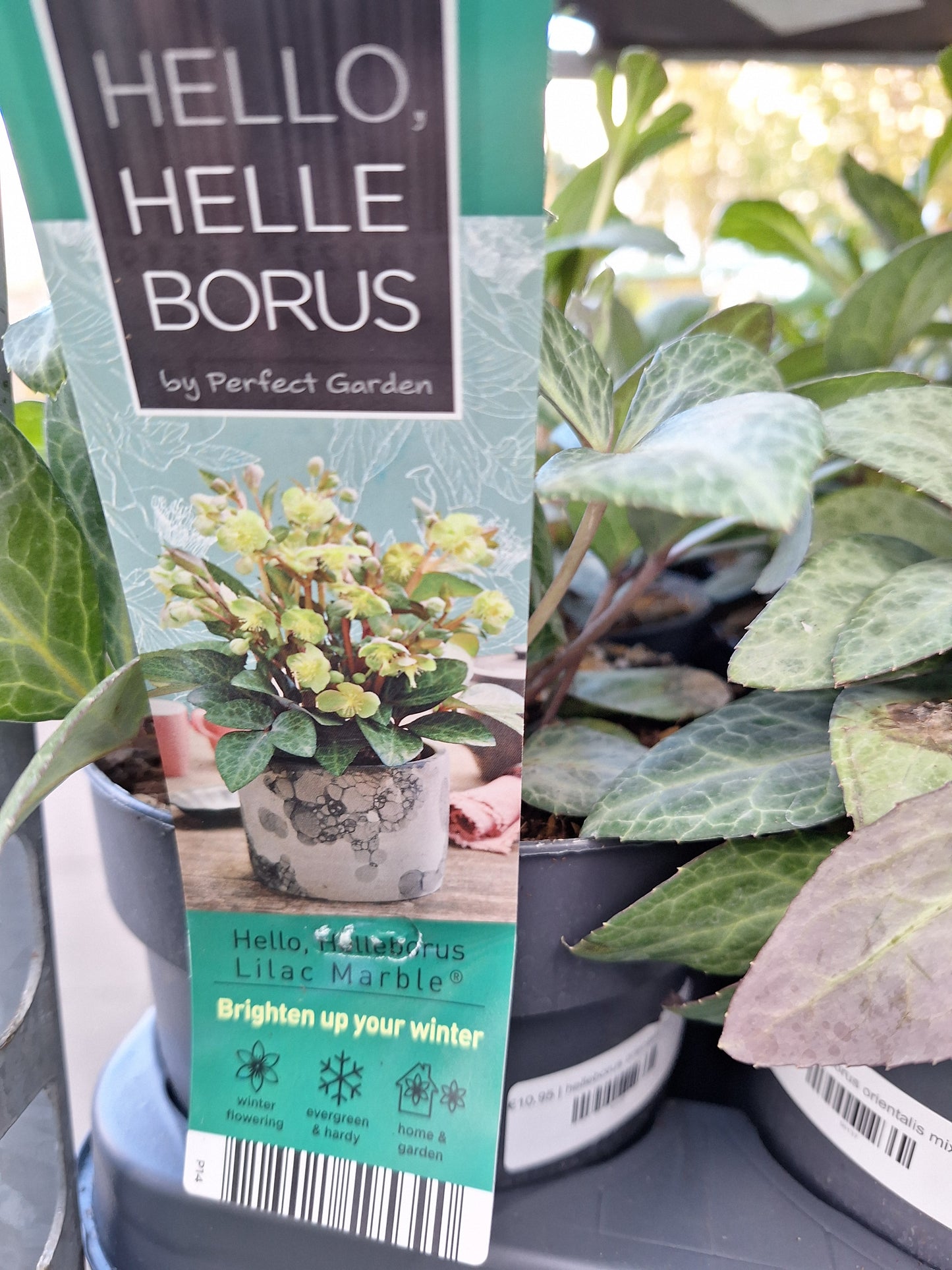 helleborus orientalis mix laag p14