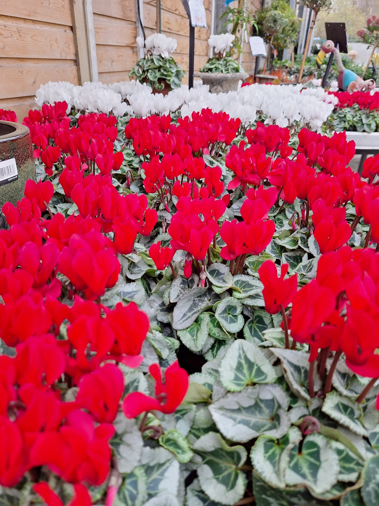 Cyclamen -Picasso