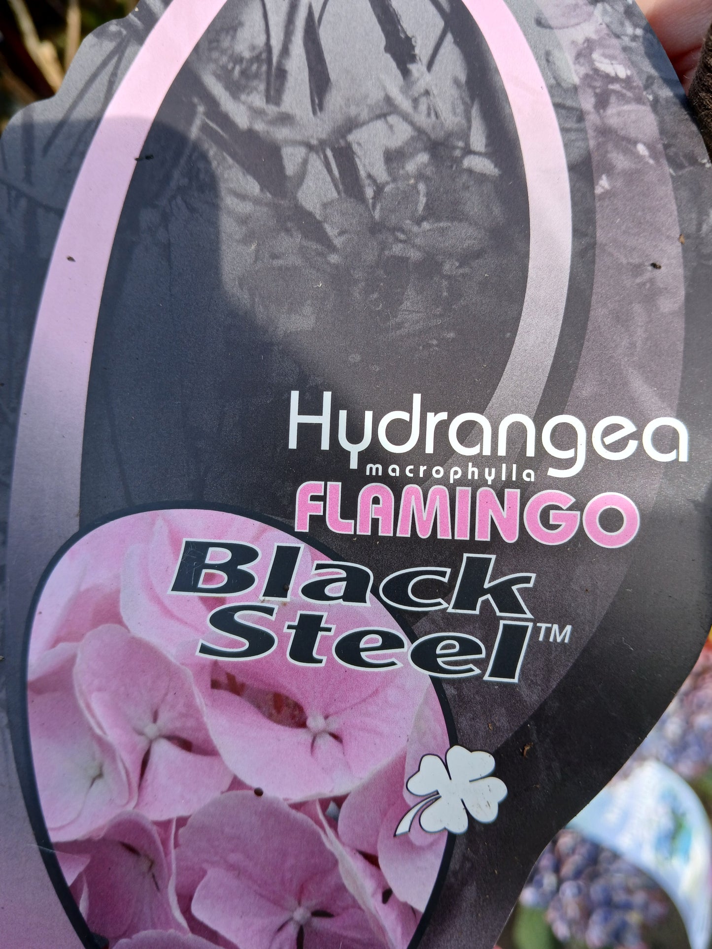 Hydrangea macr. Black Steel in varieties / P23 (5 Ltr)