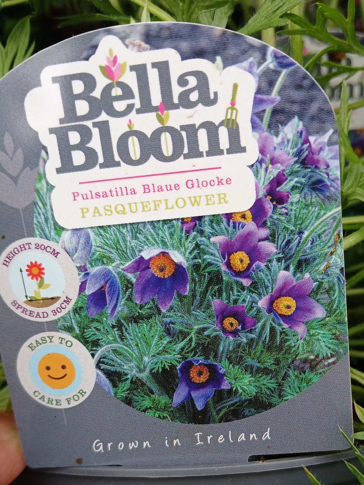 Pulsatilla vulgaris Blaue Glocke / 1L