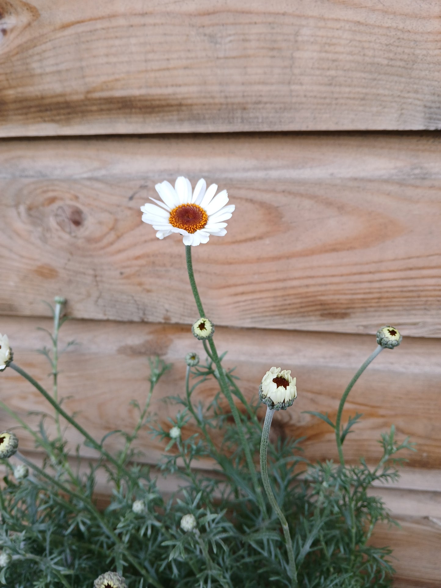 RHODANTHEMUM Casablanca / 1 Litre