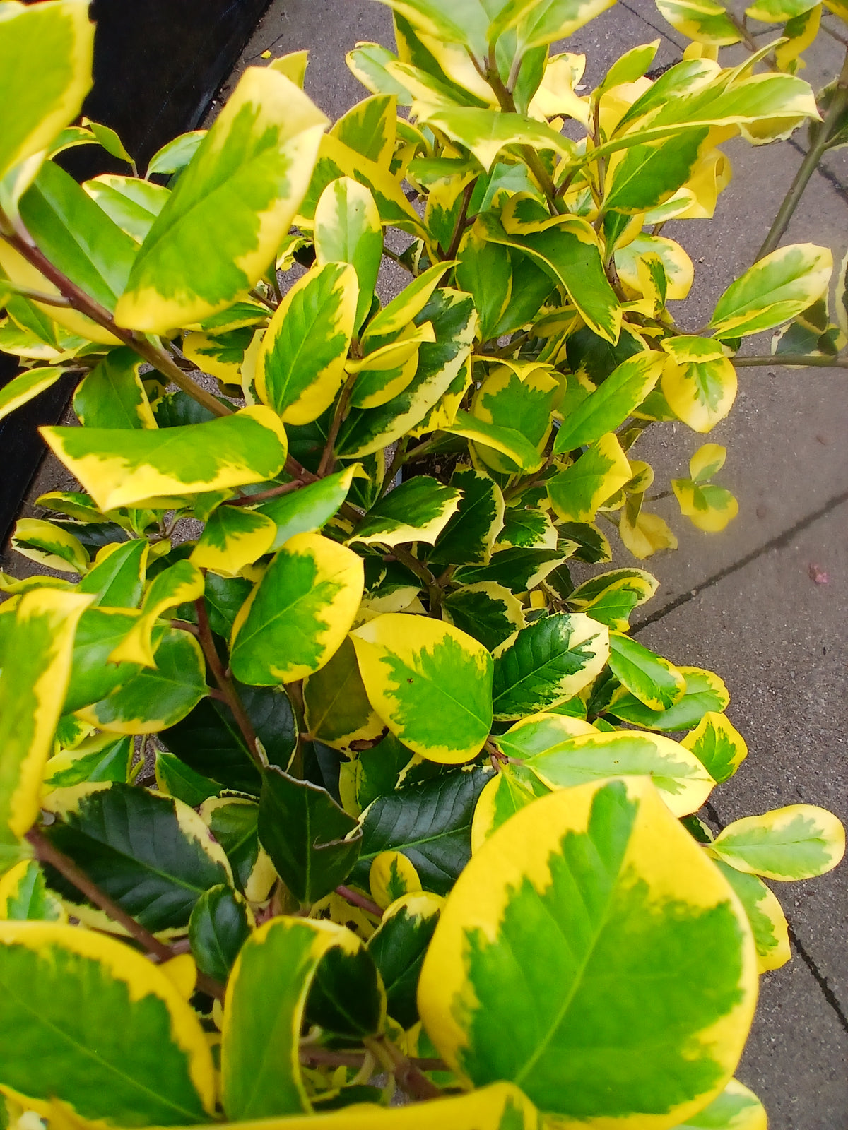 Ilex altacl. Golden King / 2L