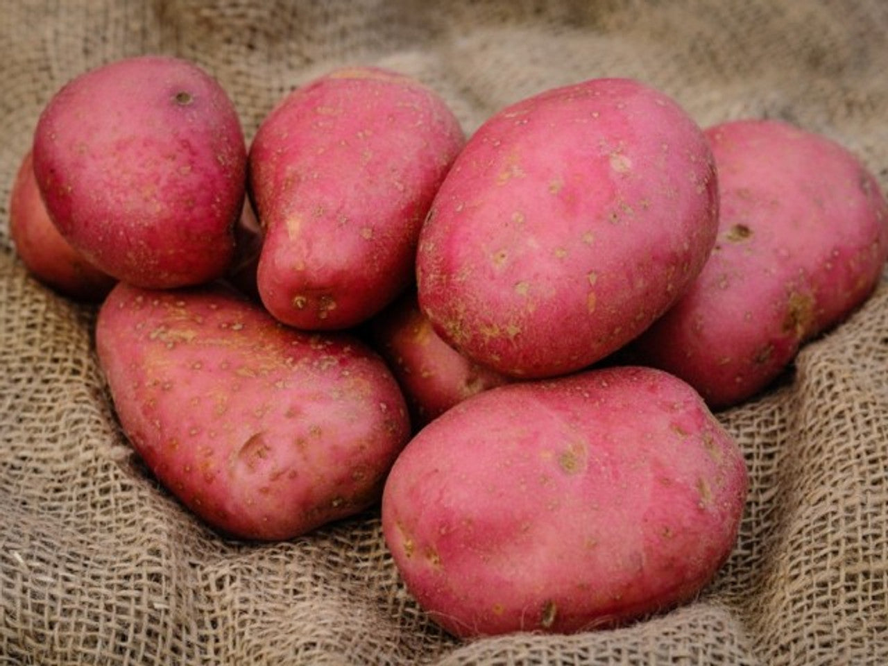 Rooster Maincrop 2Kg-Easy Garden Centre