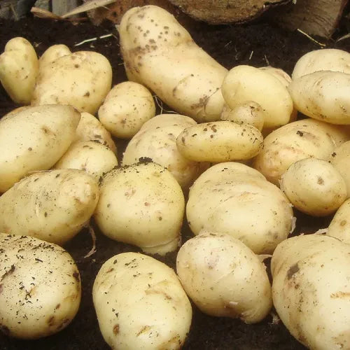 Sharpes Express Fst Erly 2Kg-Easy Garden Centre