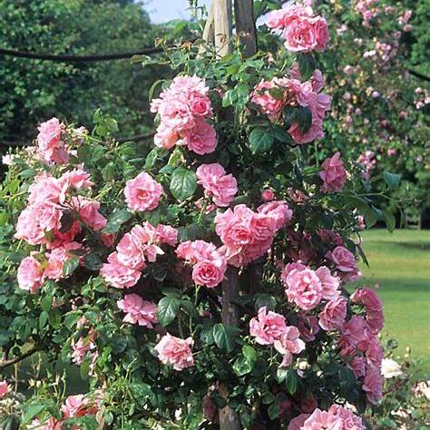 Rosa Climbing Bantry Bay / 4.5 Ltr-Easy Garden Centre