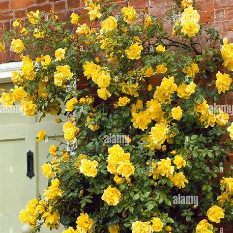 Rosa Climbing Golden Showers / 4.5 Ltr-Easy Garden Centre