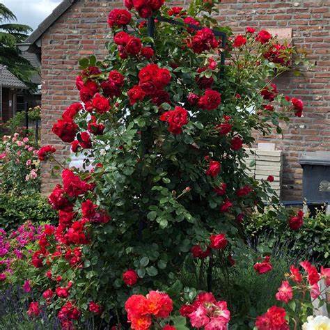 Rosa Climbing florentina / 4.5 Ltr-Easy Garden Centre