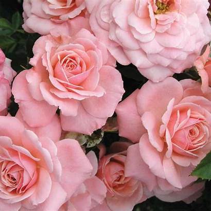 Rosa Sexy Rexy / 4.5 Ltr / Floribunda-Easy Garden Centre