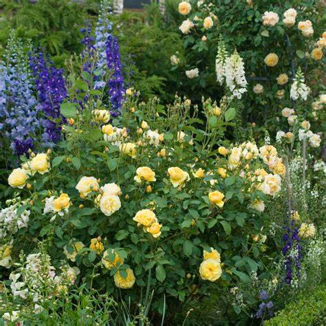 Rosa Arthur Bell / 4.5 Ltr / Floribunda-Easy Garden Centre