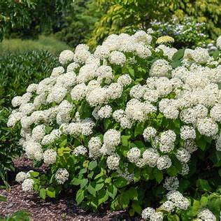 Hydrangea a. 'Annabelle' / 3.0-litre container 30-40 cm-Easy Garden Centre
