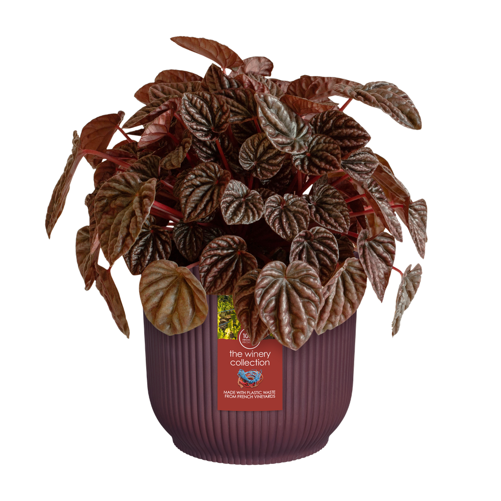 The Winery Collection 14cm, Red