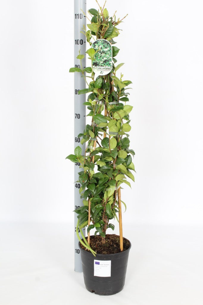 Trachelospermum Jasminoides (Jasmine) / P23 (5 Ltr) / 150/175CM