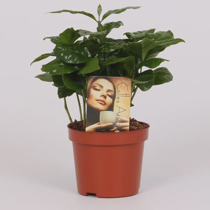 Coffea arabica / 9cm-Easy Garden Centre