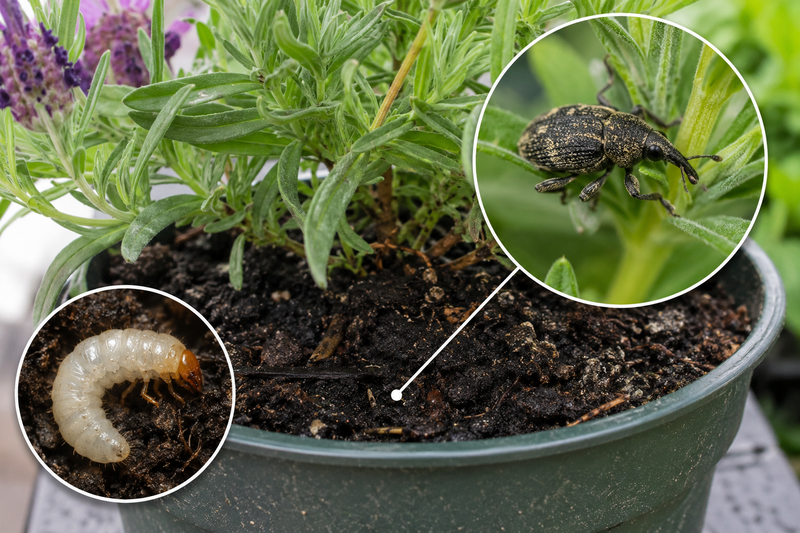 Vine weevil in pots: signs, larvae, adults and what to do first