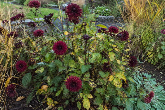 Dark red flowers blooming on a garden plant with yellowing and spotted leaves.