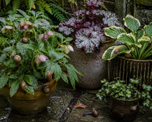 Snails and slugs on wet potted plants and damp paving stones in a rainy garden.