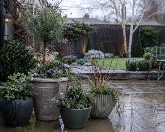 Several grey and terracotta pots with winter plants arranged on a wet patio in an overcast garden.