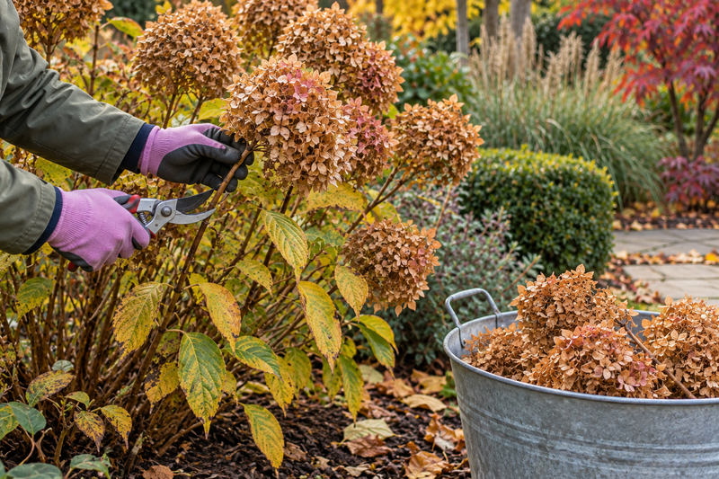 What not to prune in autumn: avoid cutting off next year’s flowers