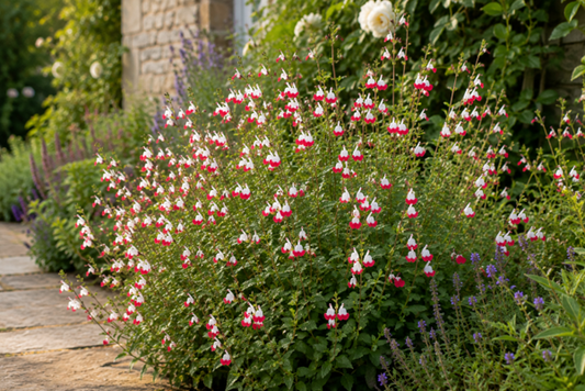 What to plant in August in Dublin gardens
