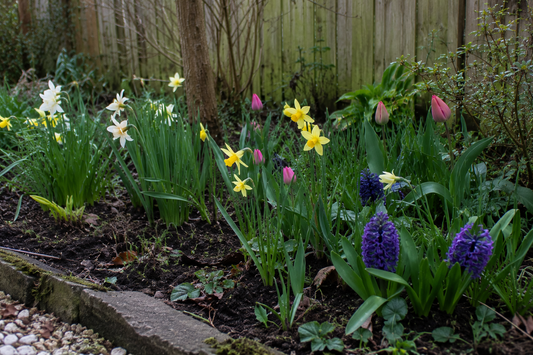 Spring flowering plants including yellow and white daffodils, purple hyacinths and pink tulips in a garden bed.