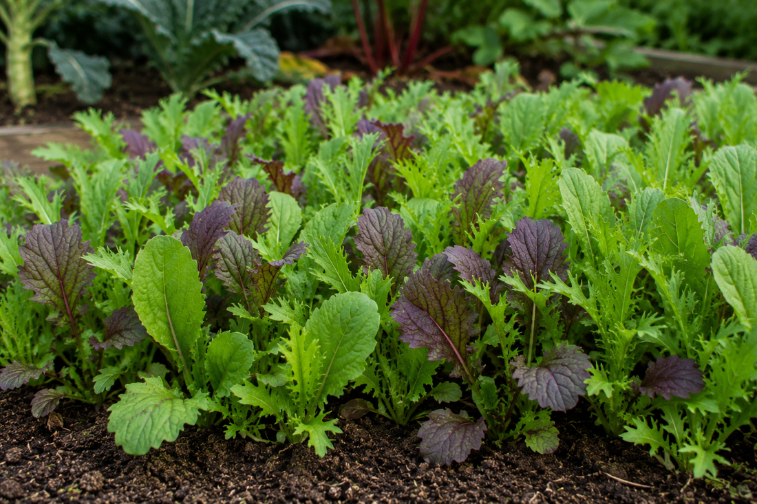 Leafy salad greens with green and purple leaves growing in dark garden soil.