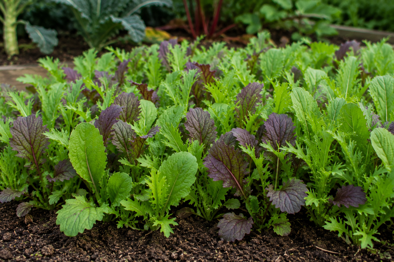 What to plant in October in Dublin gardens