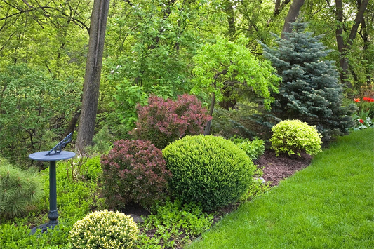 Round green and purple shrubs planted along a manicured lawn edge with a metal sundial.