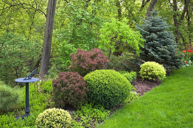 Plants for a windy Dublin garden: what to consider before buying