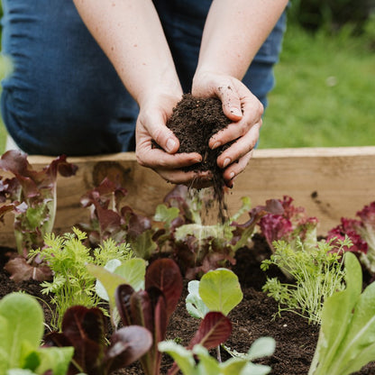 Raised bed and Vegetable Compost 40ltr