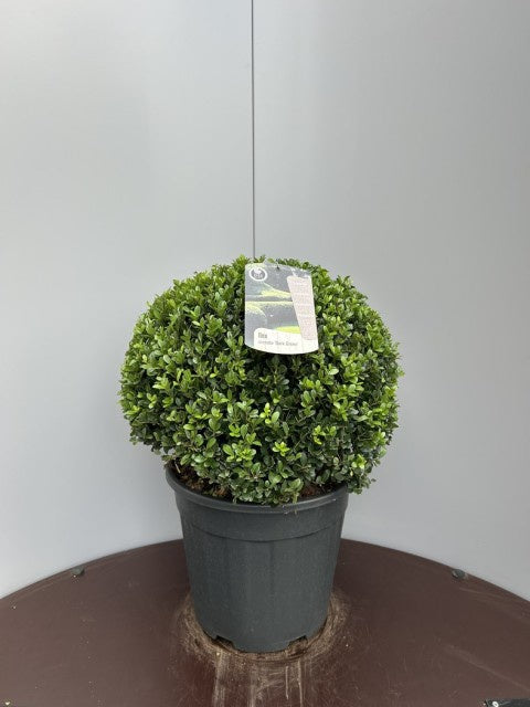 Ilex Crenata Dark Green Ball / C18 - 70cm-Easy Garden Centre
