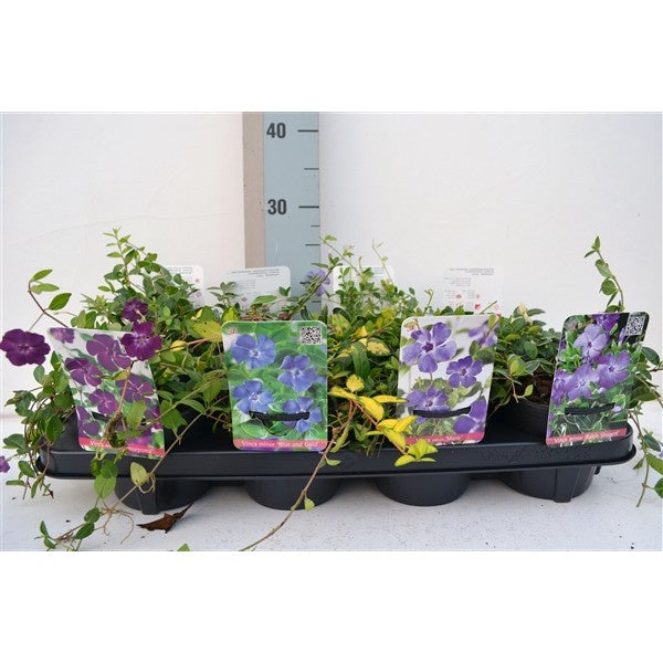Vinca Minor Mix / P13 - 25cm-Easy Garden Centre