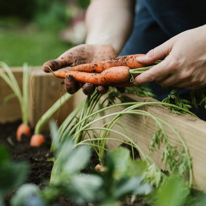 Raised bed and Vegetable Compost 40ltr