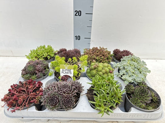 Rockplants Mix / P8,5 - 15cm-Easy Garden Centre