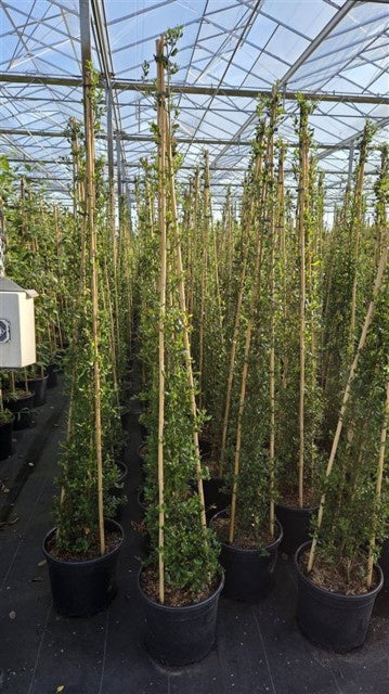 Ceanothus Impressus Victoria pyramide / C20 - 220cm
