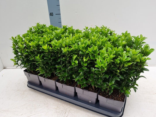 Euonymus Japonicus Green Spire / P13 - 30cm-Easy Garden Centre