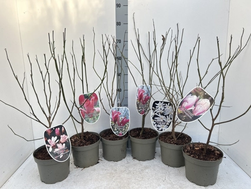 Magnolia Mix / C3 - 70cm-Easy Garden Centre