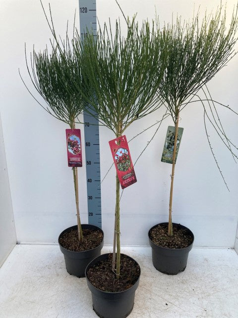 Cytisus Mix Stem / C5 - 115cm-Easy Garden Centre