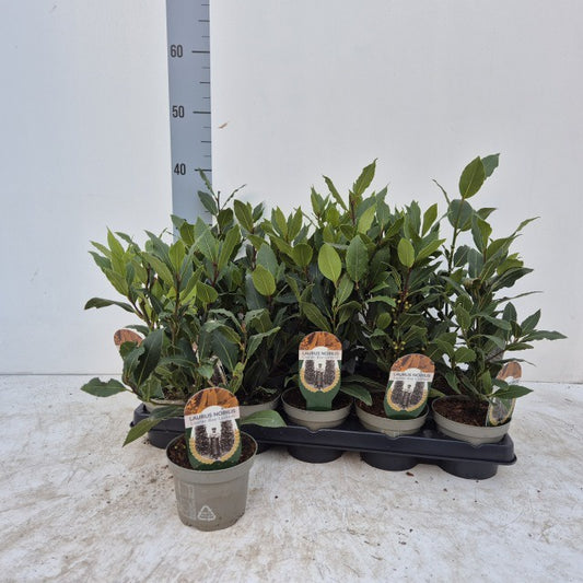 Laurus Nobilis / P10,5 - 25cm-Easy Garden Centre