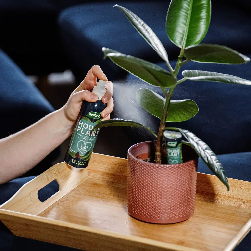 house plant mist Westland Houseplant Mist & Leaf Shine 250ml – Easy Garden Centre