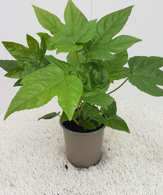 Fatsia Japonica / P13 - 30cm-Easy Garden Centre