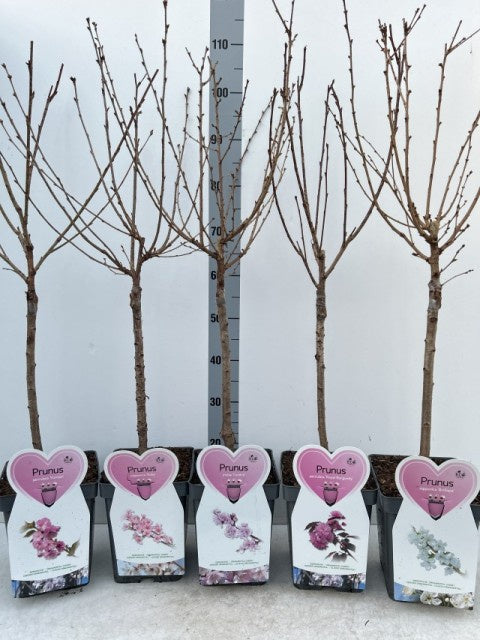Prunus Flower Patio Stem Mix / V5 - 110cm-Easy Garden Centre