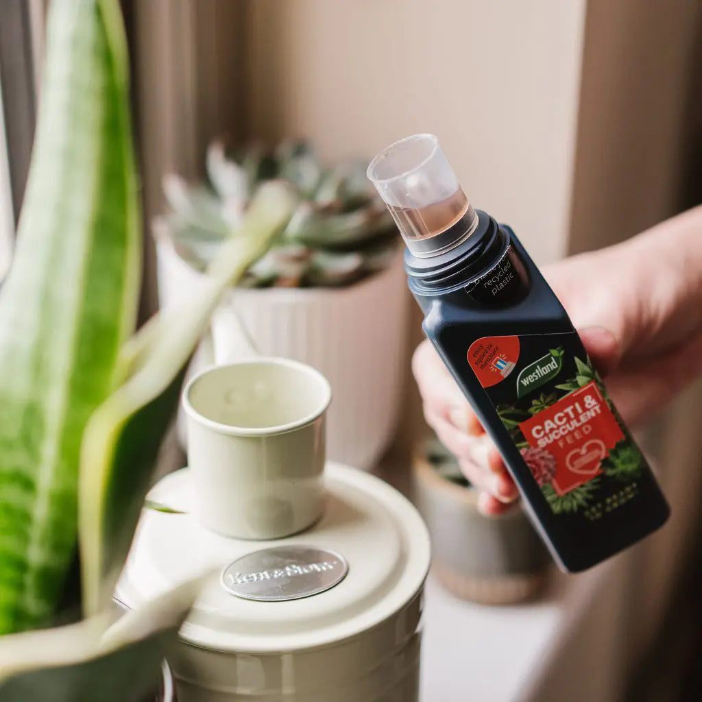 westland cacti & succulent feed Westland Cacti & Succulent Feed Concentrate 200ml – Easy Garden Centre