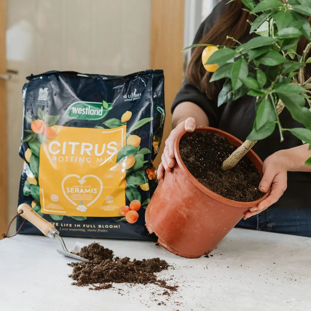 Westland Citrus Potting Mix Peat Free 10L