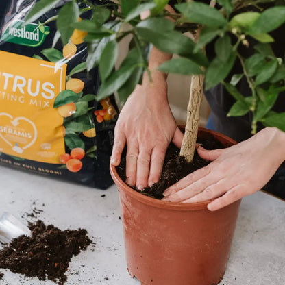 Westland Citrus Potting Mix Peat Free 10L